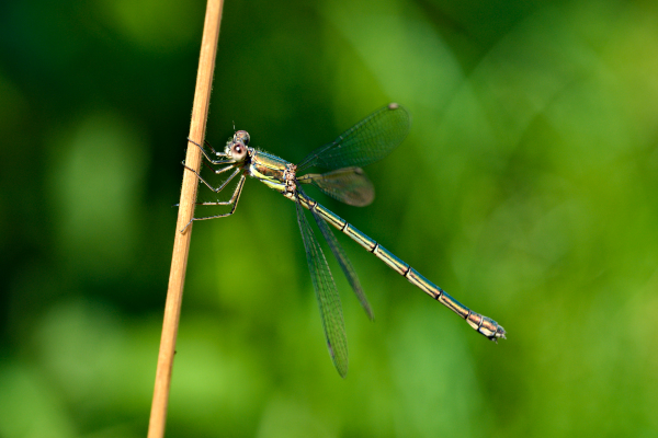 A colorful dragonfly.