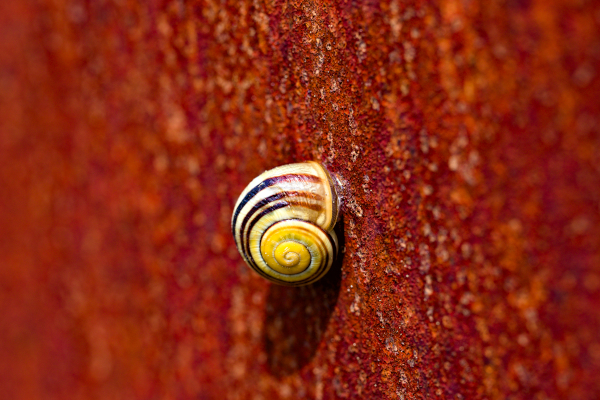 A snail on a rusty surface.